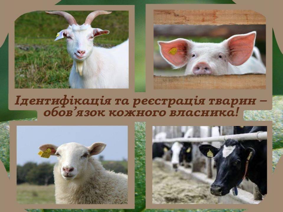 http://dunrada.gov.ua/uploadfile/archive_news/2024/01/17/2024-01-17_1438/images/images-24464.jpg